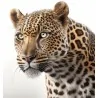 Leopard jewellery